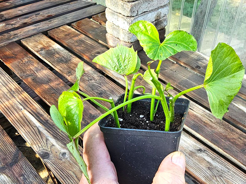 sticklingar av sötpotatis