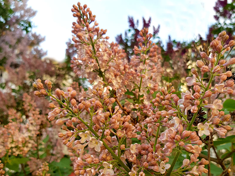 Okänd syren med aprikos blommor