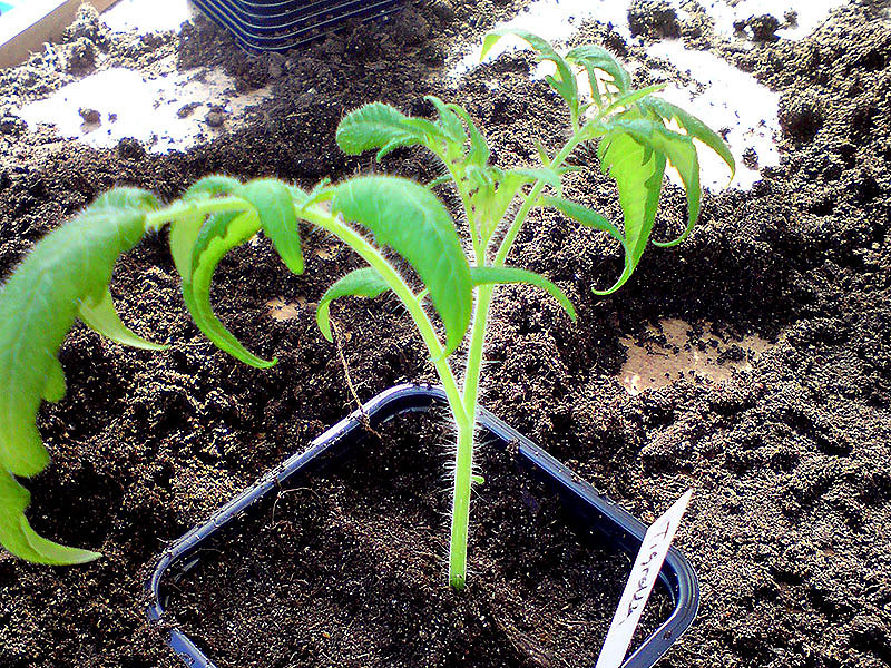 Nyplanterad stickling av tomatplanta