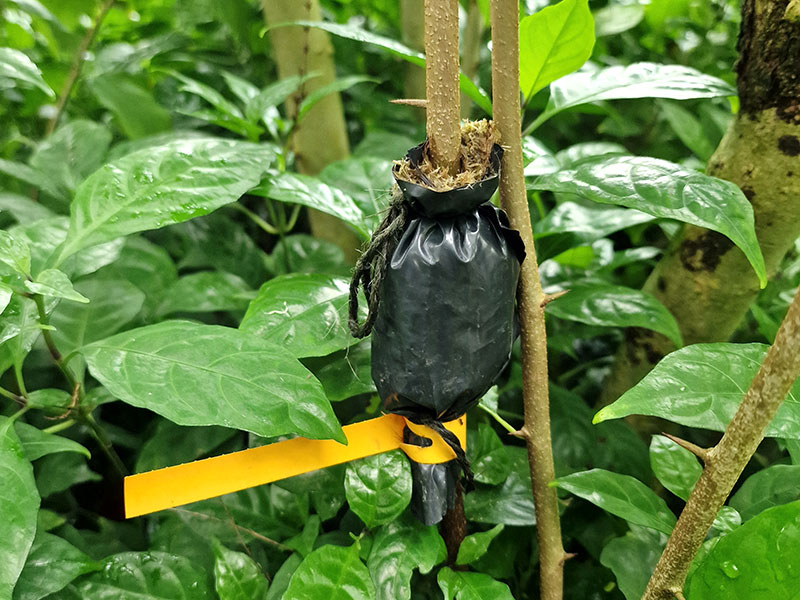 Avläggare för förökning av växter