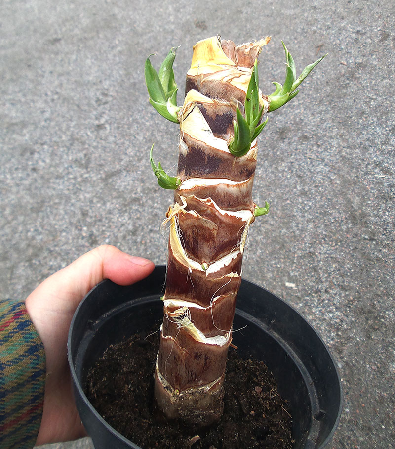 Yuccapalm med beskuren stam med gröna skott