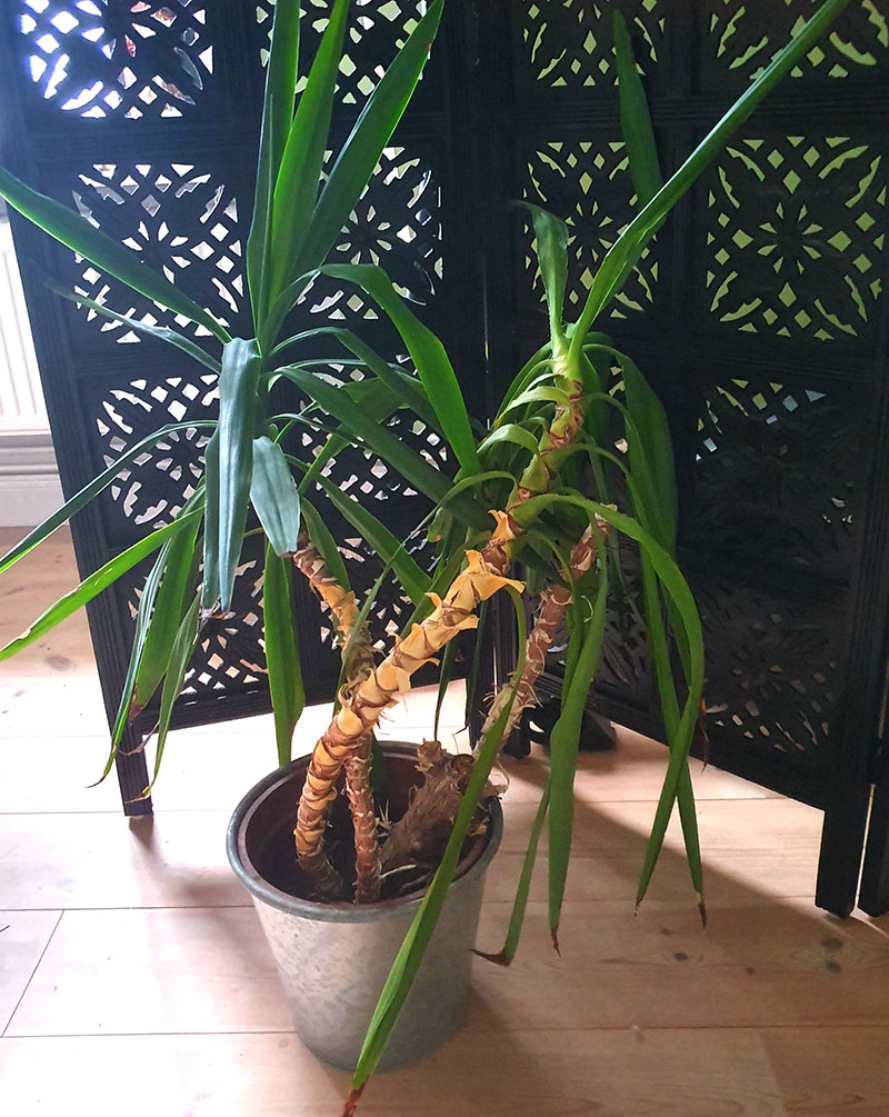 Yuccapalm med kala grenar