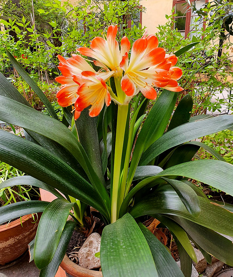 Clivia, mönjelilja i blom