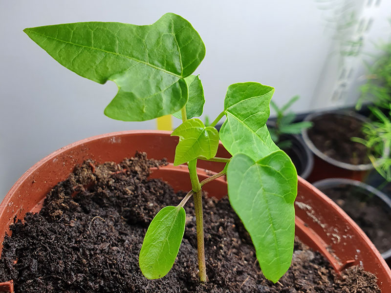 Fröplanta av papaya