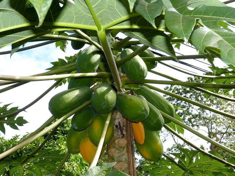 Papayaträd med frukt