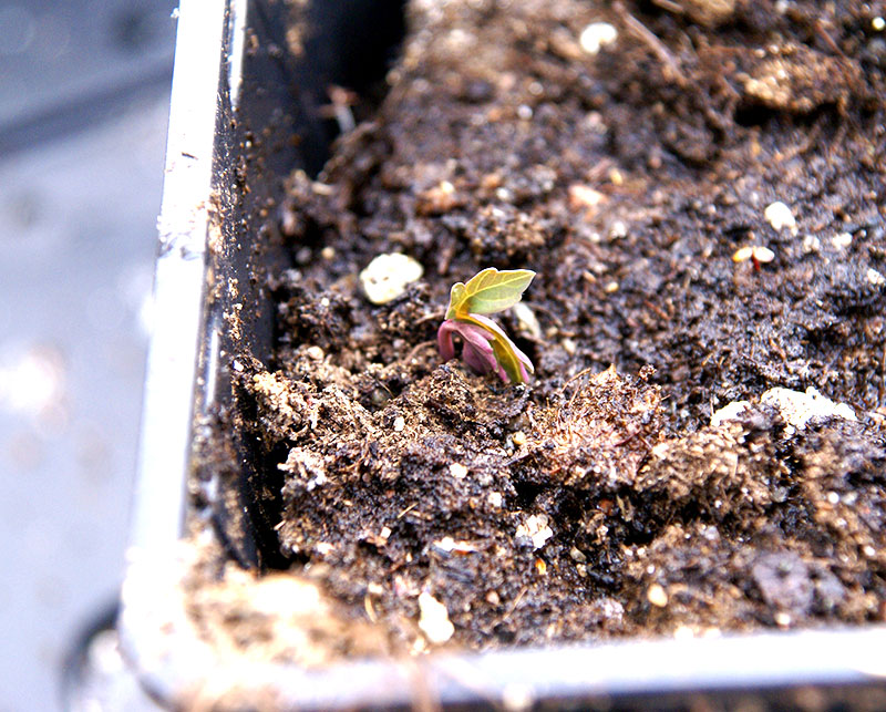 Liten fröplanta av pion