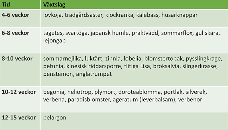 Såtabell för frösådd av sommarblommor
