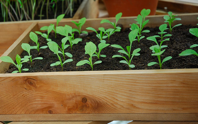 småplantor av tagetes från frösådd