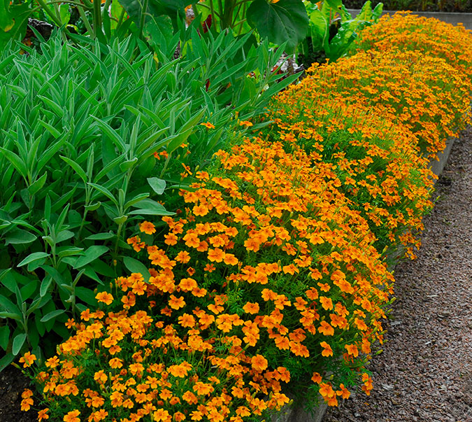 tagetes som kantväxt vid rabatt
