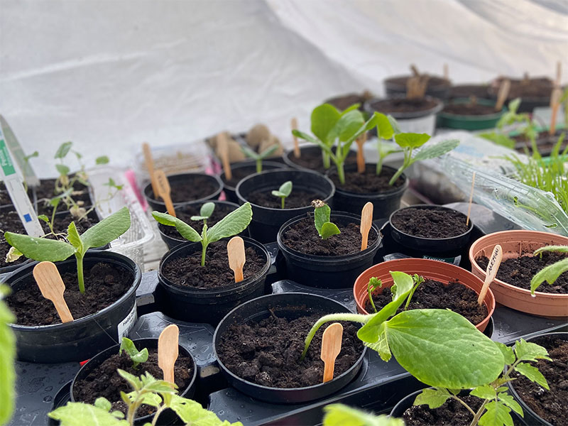 Avhärning av småplantor under fiberduk - KR