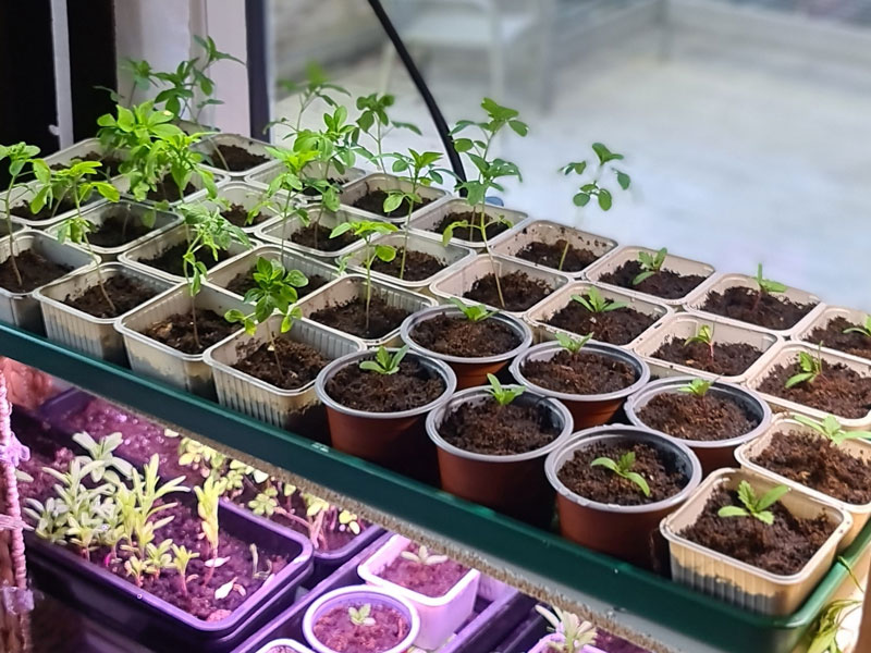 Omskolade småplantor av zinnia och paradisblomster