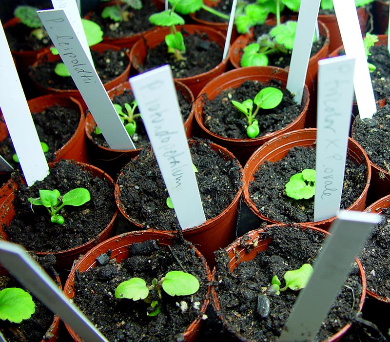 Uppskolade kläckta pelargonfröer i små bruna plastkrukor