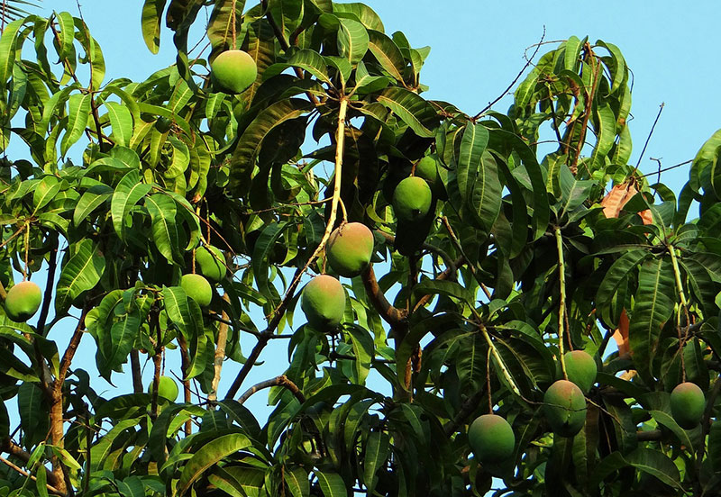 Mangoplanta som krukväxt