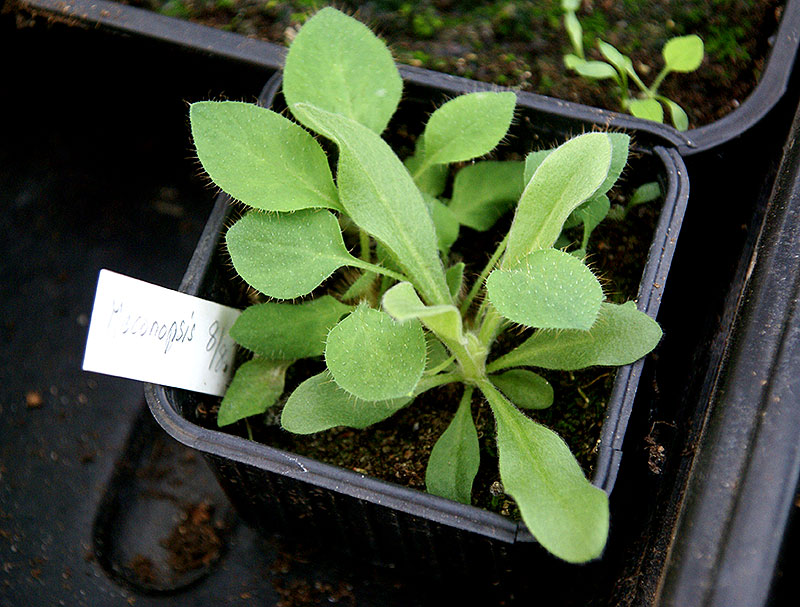 Frösådda plantor av blå bergvallmo inomhus