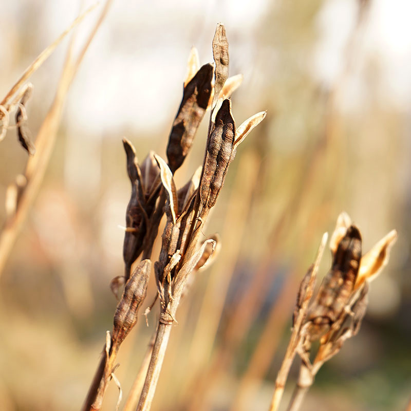 Frösåddling av stransiris