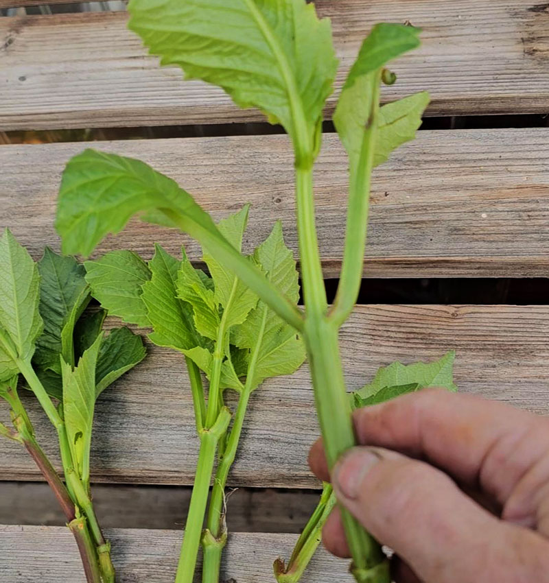 Sticklingar av dahlia