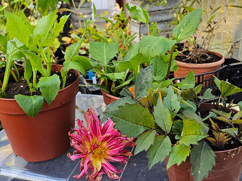 Höststicklingar av dahlia för övervintring