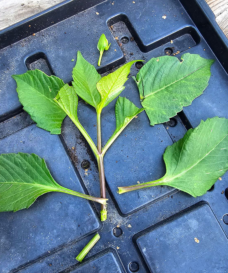 stickling av dahlia förberedd att planteras