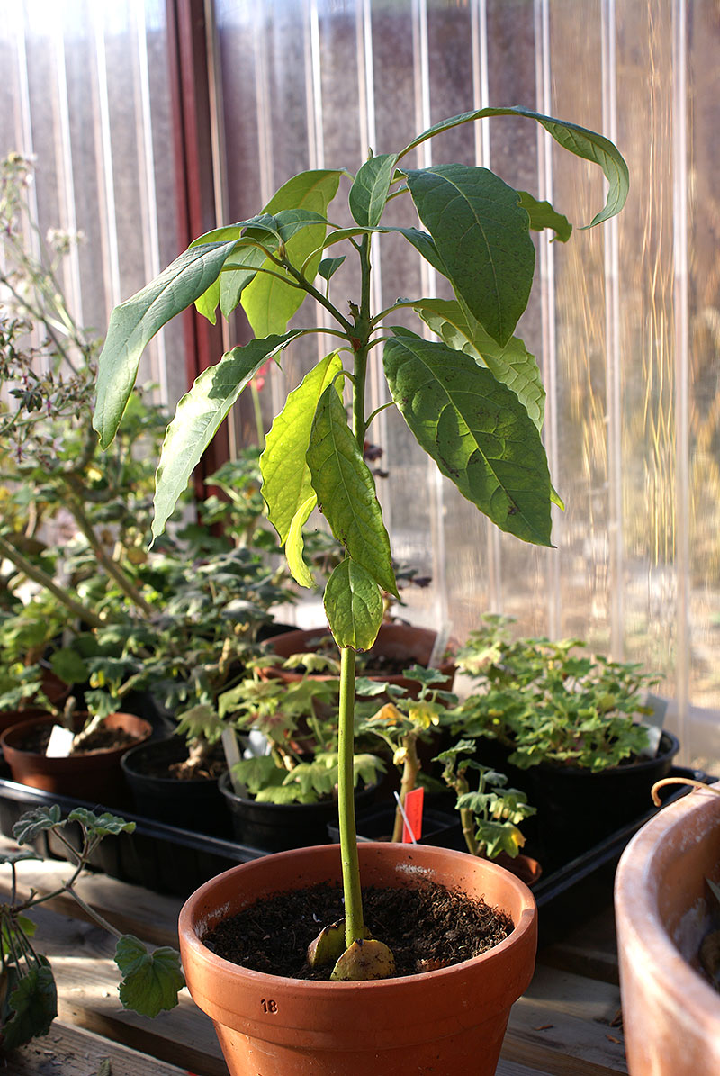 Avokadoplanta uppvuxen i växthus