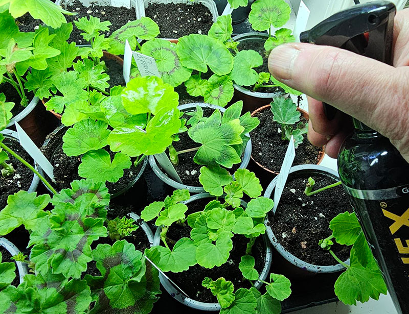 clonex mist för rotning av sticklingar