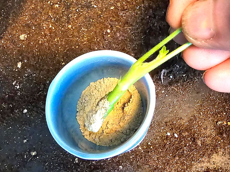 Doppa stickling i trichodermapulver