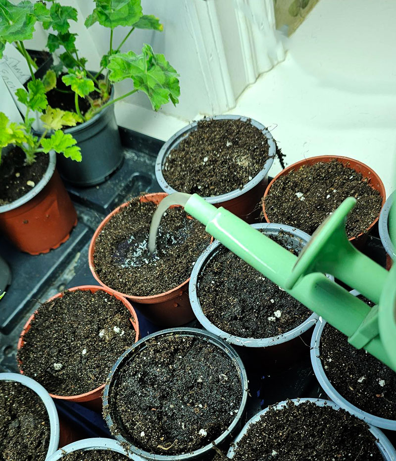 vattna sticklingar med trichoderma