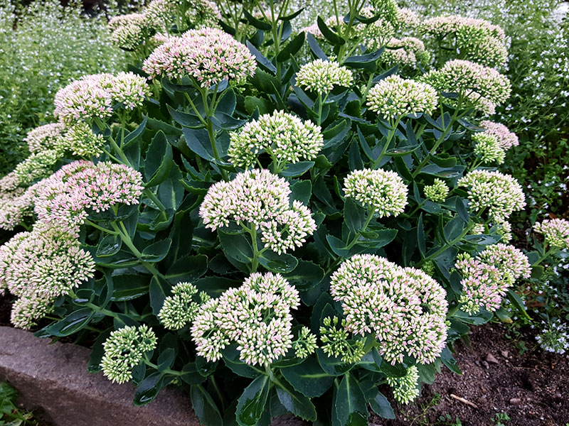 Kärleksört med vitrosa blommor