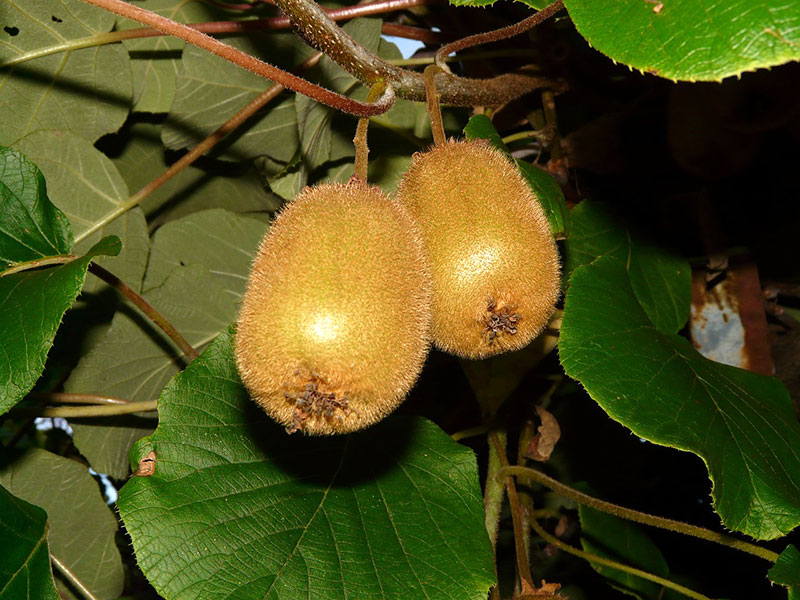 Kiwifrukter
