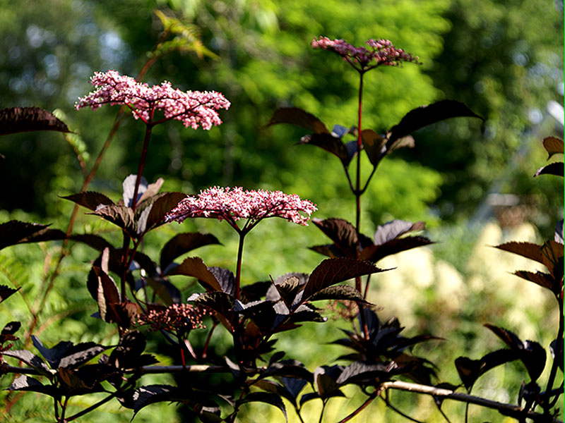 Rödbladig fläder med rosa blommor, Sambucus nigra 'Black Beauty'