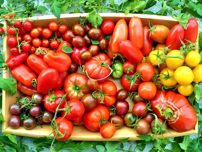 Olika tomatsorter