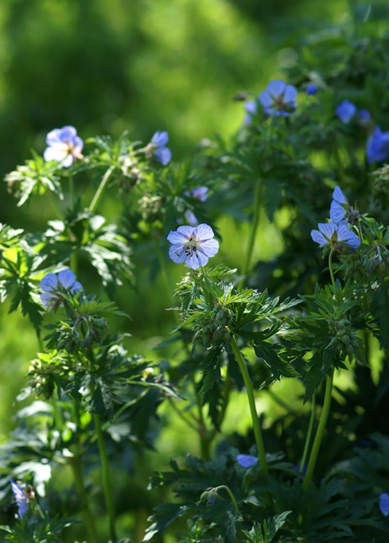 En självsådd näva med vackra blå-vita blommor