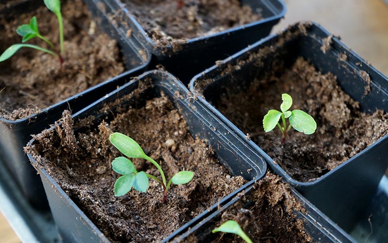 Självsådda plantor av julros uppskolade i perennkrukor