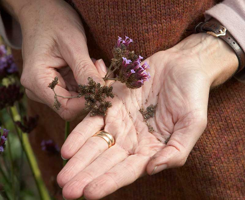 Frösådd av jätteverbena Verbena bonariensis