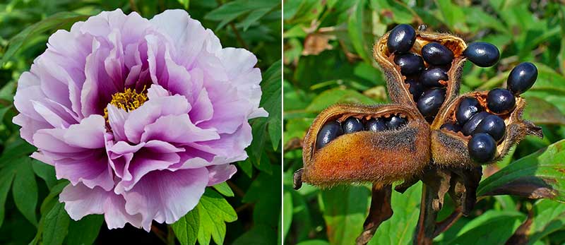 Frön av trädpion Paeonia suffruticosa