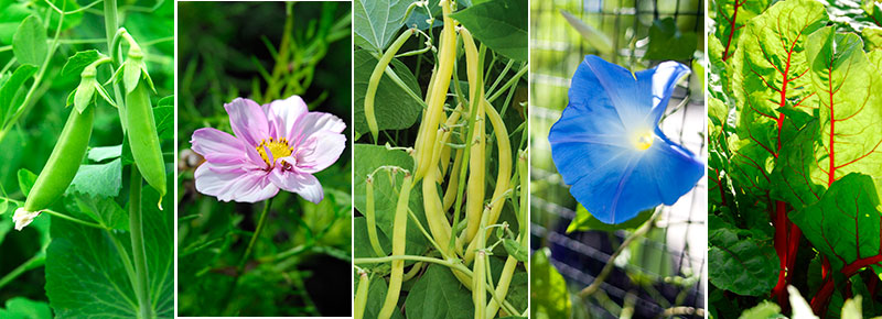 Sockerärta rosenskära vaxböna blomman för dagen och mangold Sockerärta rosenskära vaxböna blomman för dagen och mangold