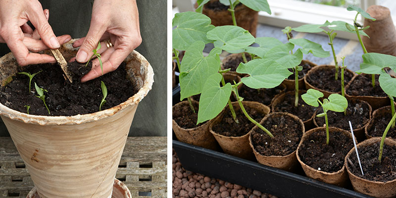 Omplantering av frösådda plantor till stor kruka