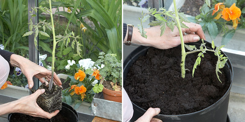 omplantering av tomat i större kruka i växthus
