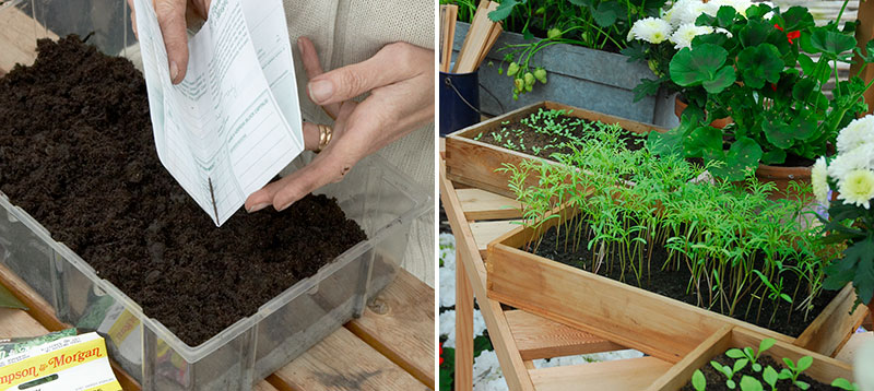 Bredsådd av små frön med groddplantor