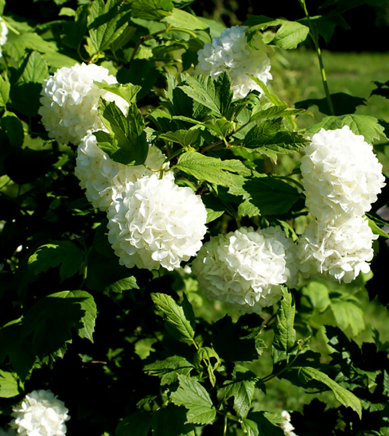 Ikvibm sblbikksbysje Viburnum opulus 'Roseum'