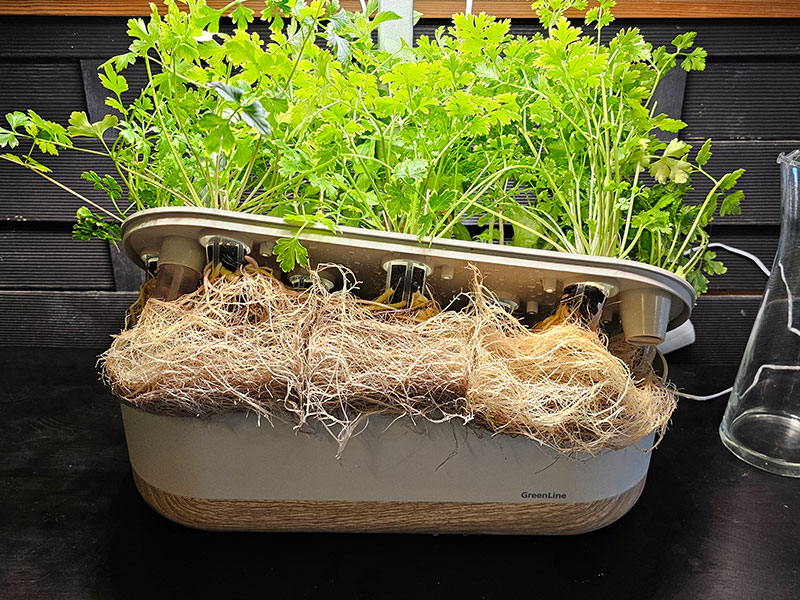 Rötter från odling i hydrokultur - LS