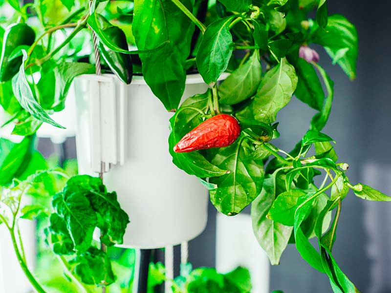 Chiliplanta i odlingstorn Nutritower hos Wexthuset