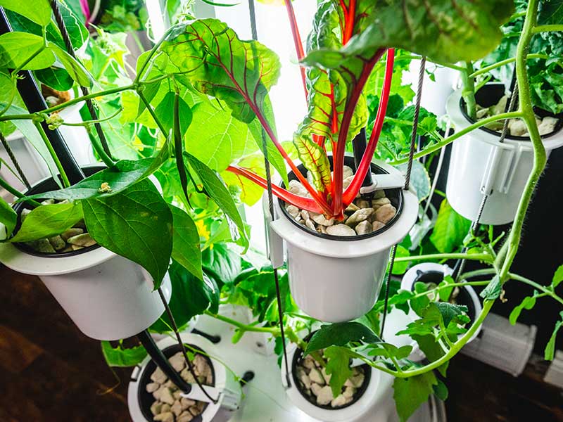 Odling av mangold och tomat i Nutritower odlingstorn