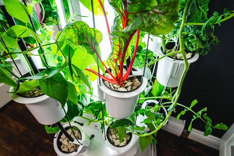 Mangold i odlingstorn Nutritower hos Wexthuset