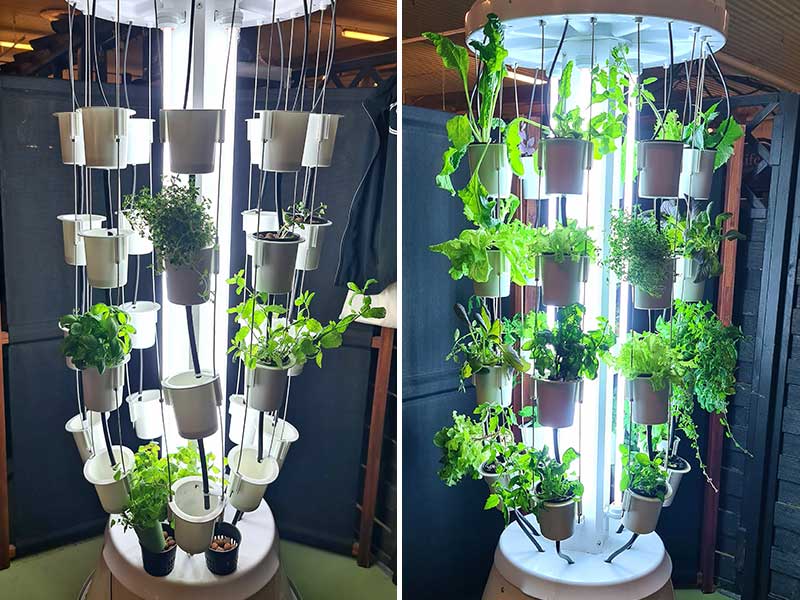 Odling I Nutritower odlingstorn två veckor före och efter plantering