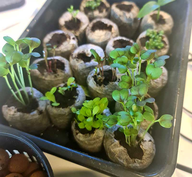 Småplantor för odling i Nutritower hos Wexthuset