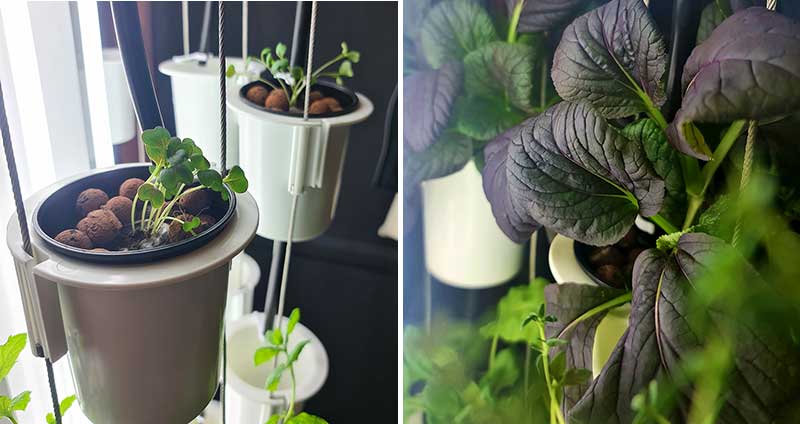 Pac Choi Arax i odlingstorn Nutritower hos Wexthuset