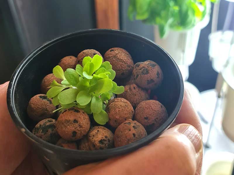 Sallatspalnta odlad i lecakulor för hydrokultur Nutritower
