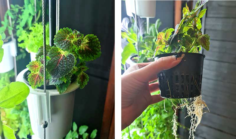 Rotning av stickling palettblad i Nutritower odlingstorn