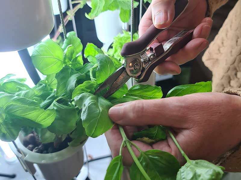 Skörd av basilika i Nutritower odlingstorn hos Wexthuset