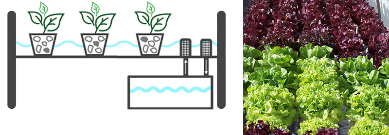 Ebb och flodsystem för hydrokultur Ebb och flodsystem för hydrokultur